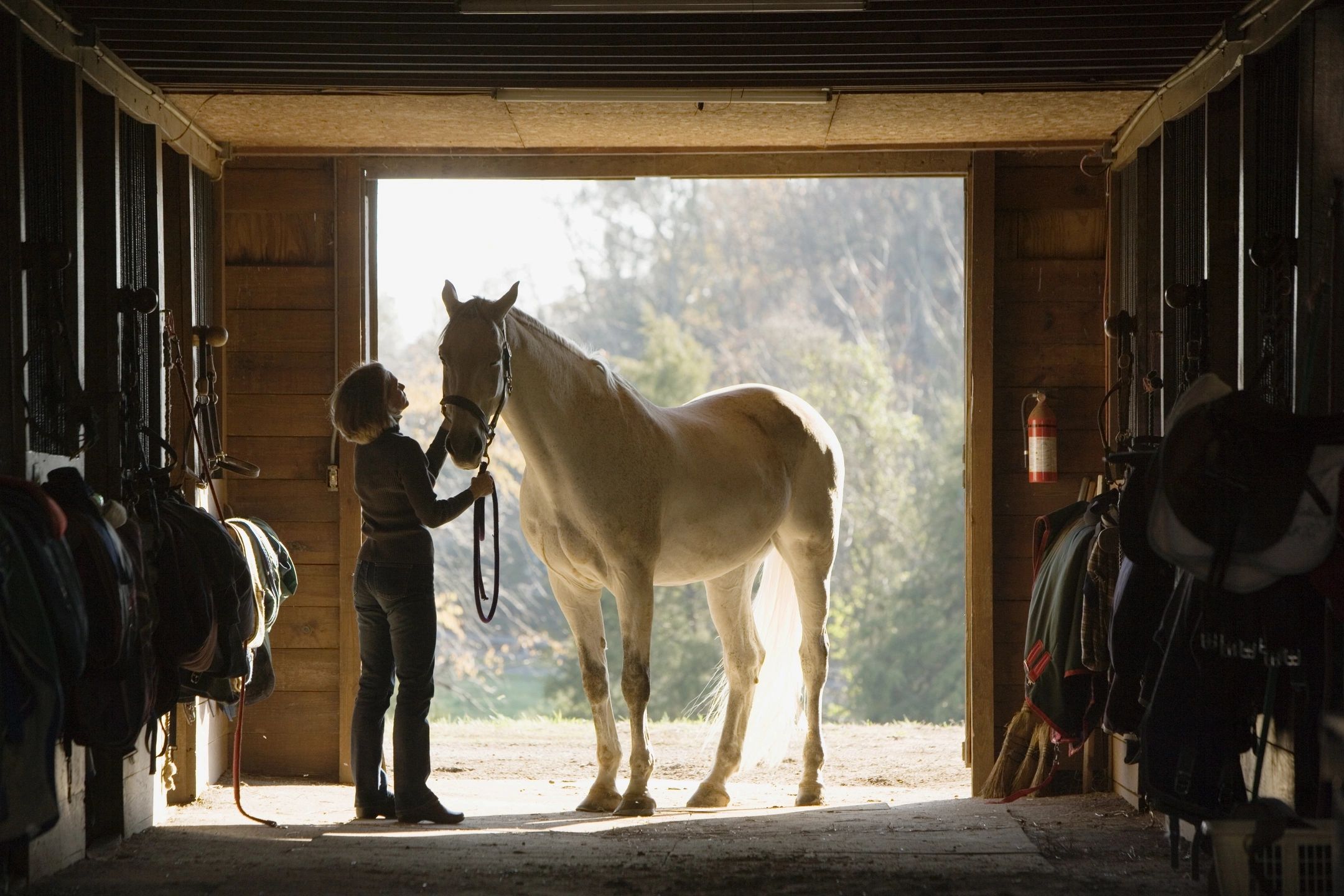 growing your equine business